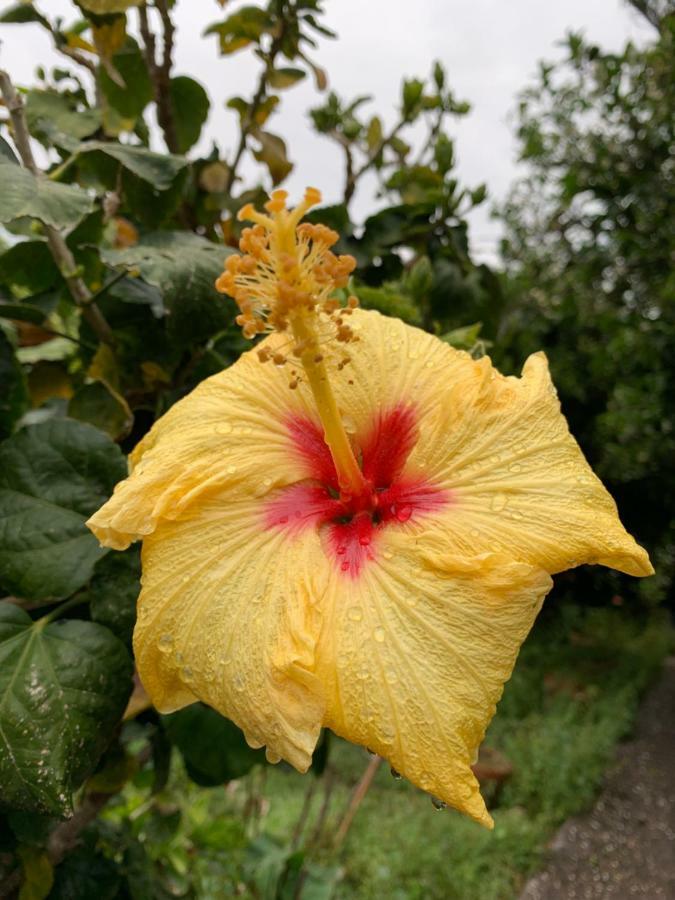 Casa Diana Arianna Lejlighed Lipari  Eksteriør billede